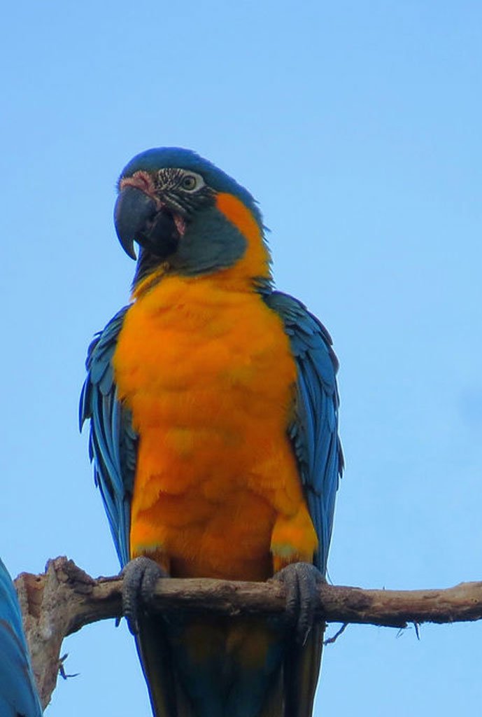 guacamayo