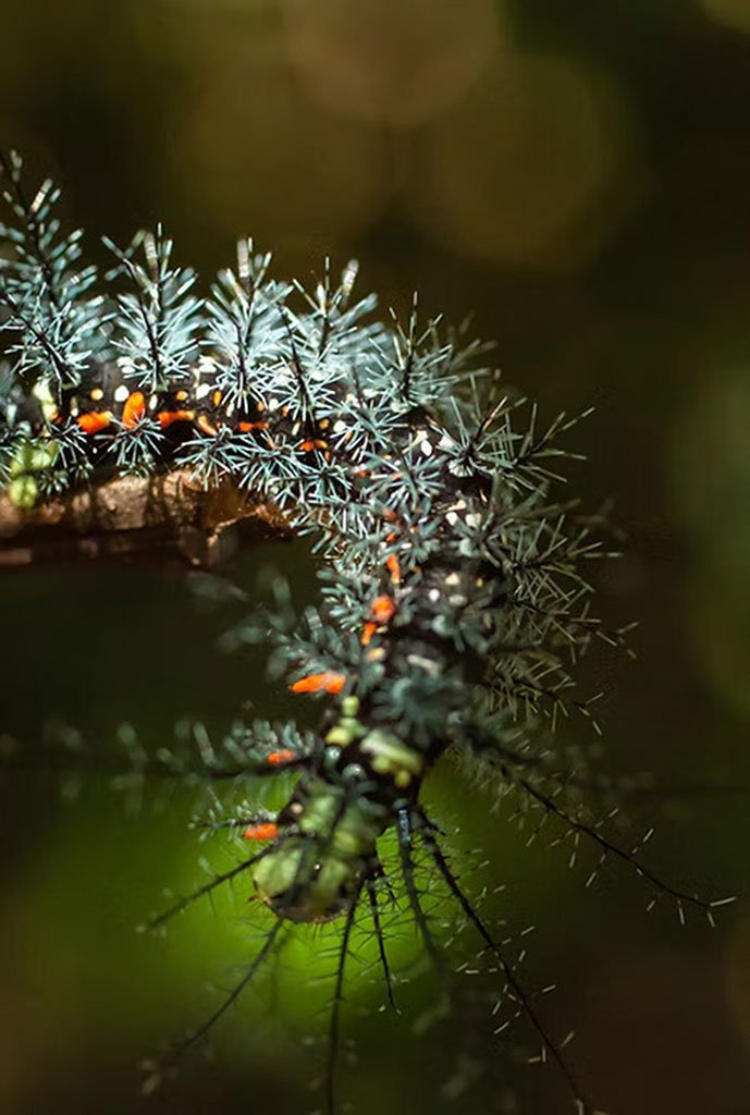 oruga